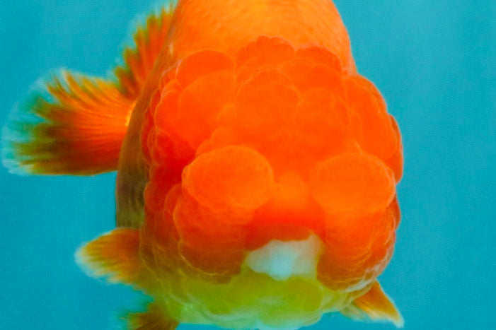 A Grade Red LionQueen 4.5-5 inches #070326LC_30