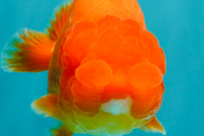 A Grade Red LionQueen 4.5-5 inches #070326LC_30