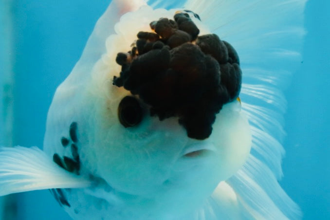 Panda Button Eyes Oranda Male 5 inches #091225OR_21