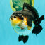 BATMAN AAA Grade Tricolor Yuanbao Male 4.5-5 inches #061926YB_33