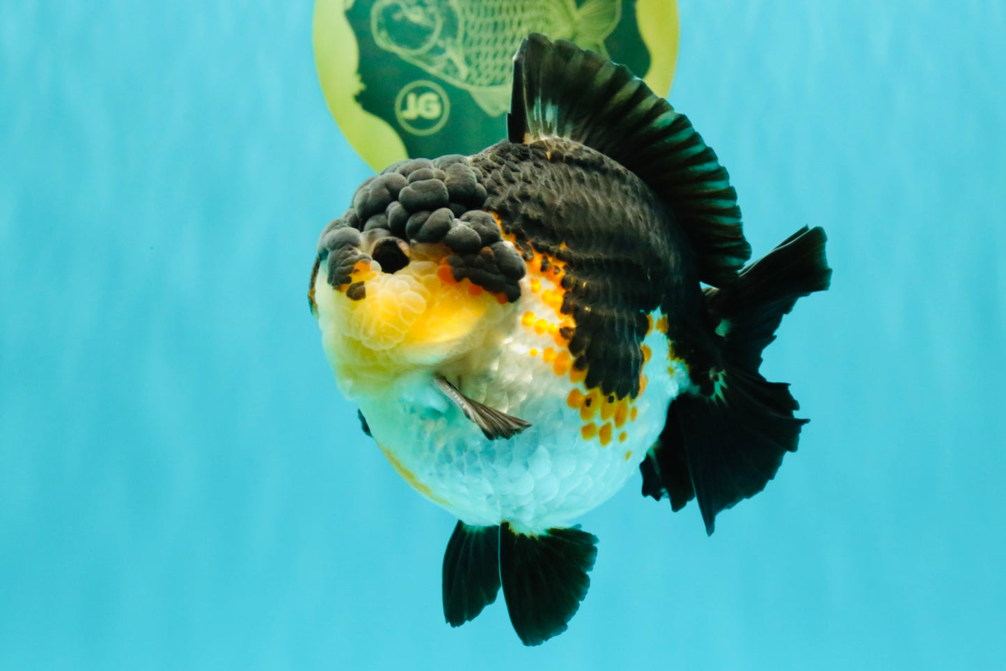 BATMAN AAA Grade Tricolor Yuanbao Male 4.5-5 inches #061926YB_33