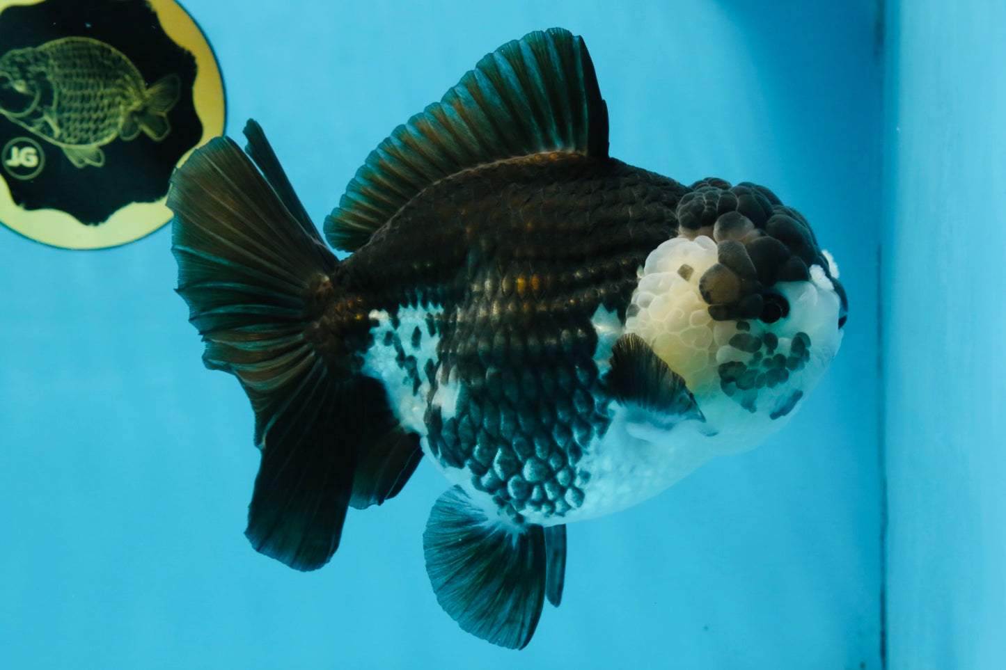 AAA Grade FLUFFY Panda Yuanbao Female 6-6.5 inches #100325YB_05