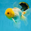 A Grade Lemonhead Oranda Male 5-inches #091225OR_28