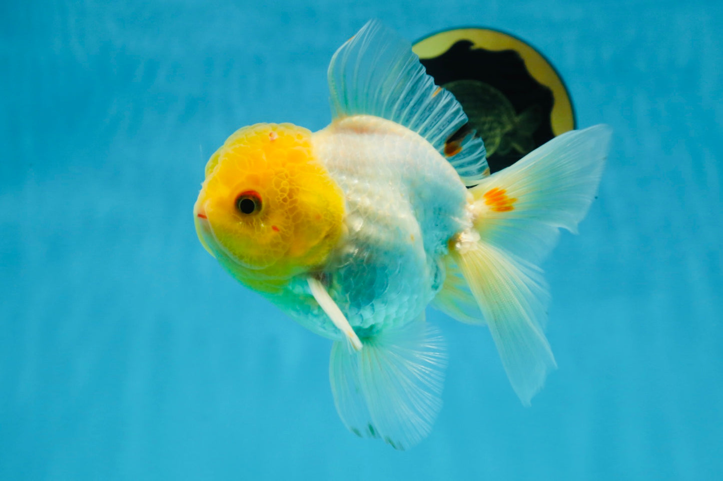 A Grade Lemonhead Oranda Male 5-inches #091225OR_28