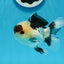 Panda Button Eyes Oranda Male 4-4.5 inches #0913OR_04