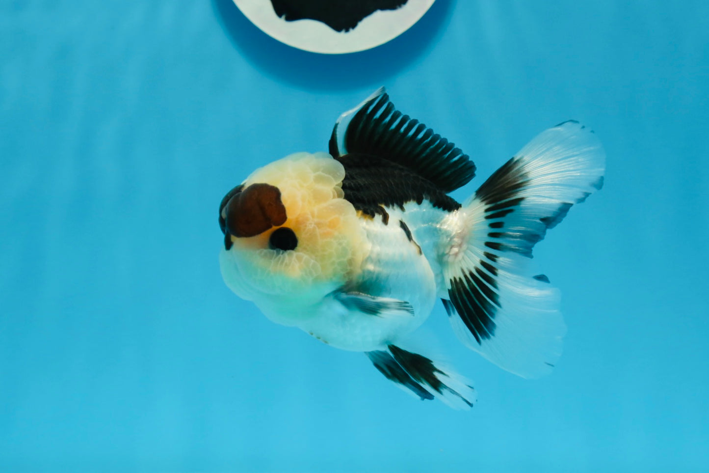 Panda Button Eyes Oranda Male 4-4.5 inches #0913OR_04