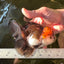 A Grade Lava Head Tricolor Oranda Male 5.5 inches #110824OR_07