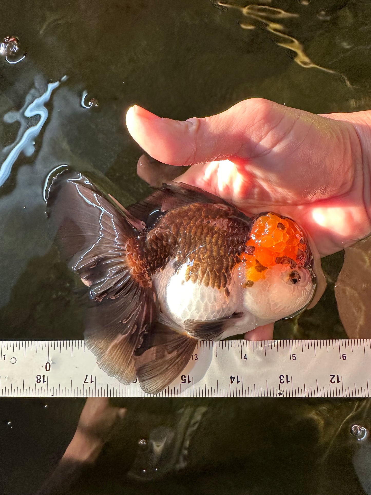 A Grade Lava Head Tricolor Oranda Male 5.5 inches #110824OR_07