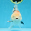 A Grade BEAUTY Tricolor Oranda Female 5.5-6 inches #072525OR_07