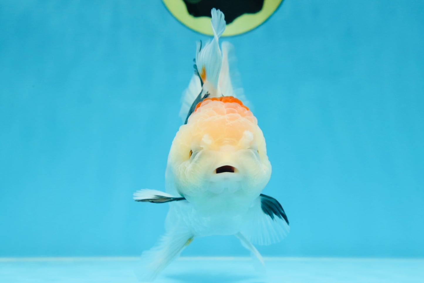 A Grade BEAUTY Tricolor Oranda Female 5.5-6 inches #072525OR_07