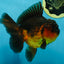 A Grade Apache Oranda Male 5.5-6 inches #060625OR_30
