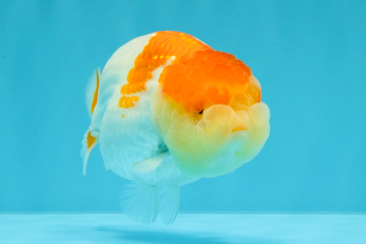 AAA Grade Dragon Head Kohaku Red White LionKing 4-4.5 inches #022726LC_29