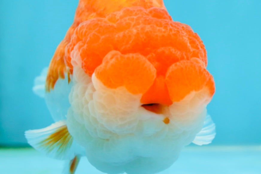 AAA Grade TOP Red White LionKing 4.5 inches #051625LC_37