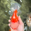 FLUFFY WEN Red White Oranda Male 6.5 inches #040326OR_11