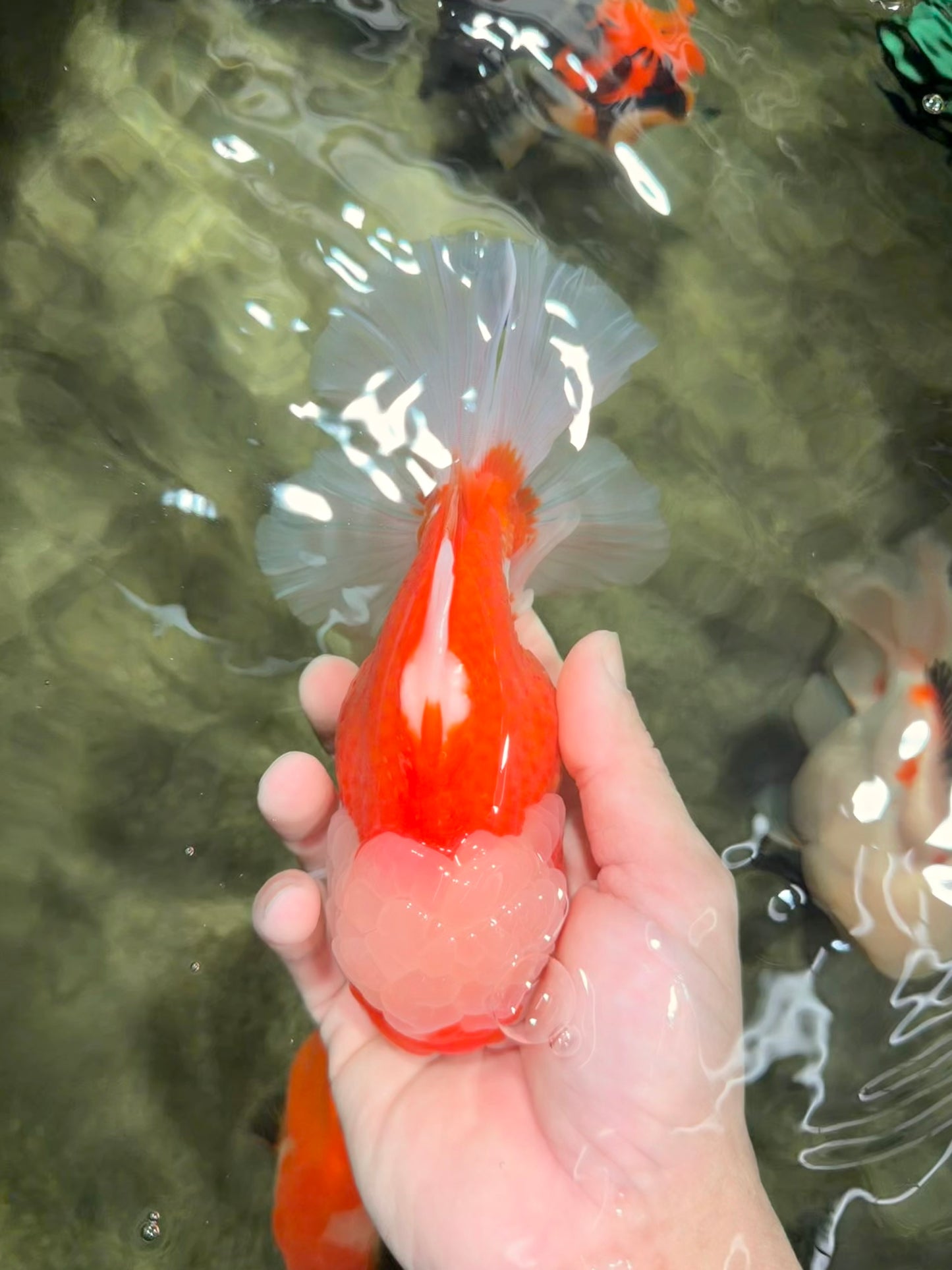 FLUFFY WEN Red White Oranda Male 6.5 inches #040326OR_11