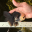 A Grade UNIQUE Lemonhead Panda Button Eyes Oranda Male 4.5-5 inches #1018OR_23