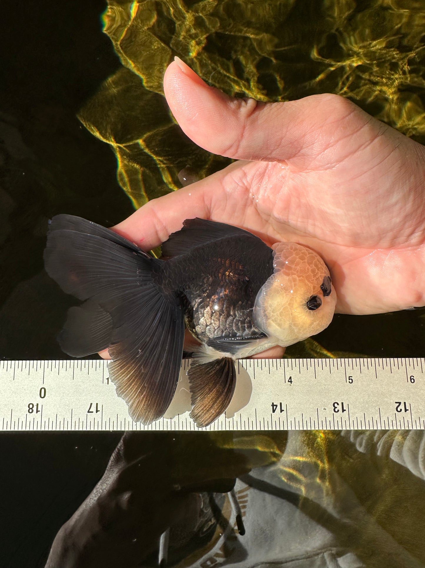 A Grade UNIQUE Lemonhead Panda Button Eyes Oranda Male 4.5-5 inches #1018OR_23