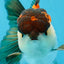 A Grade Tricolor Button Eyes Oranda Male 5-5.5 inches #080125OR_23