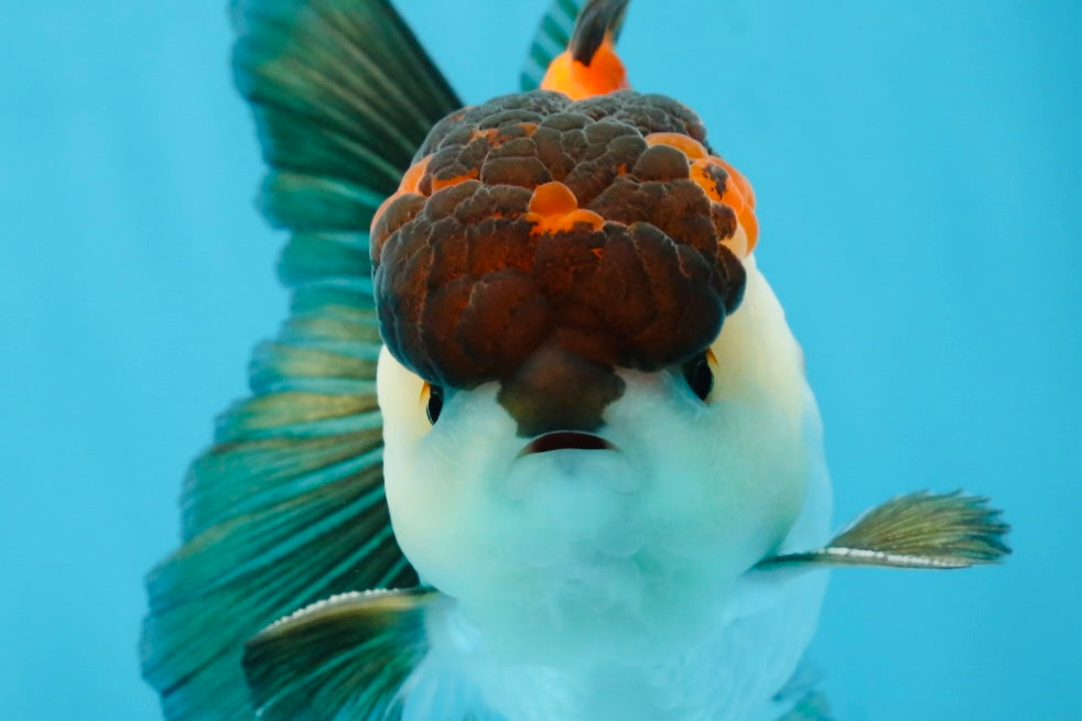 A Grade Tricolor Button Eyes Oranda Male 5-5.5 inches #080125OR_23