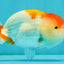 SUPER CUTE A Grade Red White LionQueen 4-4.5 inches #050826LC_14