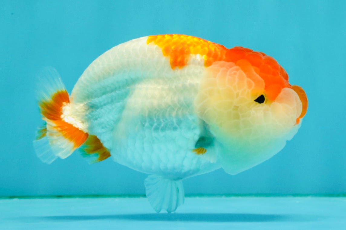 SUPER CUTE A Grade Red White LionQueen 4-4.5 inches #050826LC_14