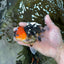 A Grade SPECIAL Tricolor Oranda Male 5  inches #051625OR_27