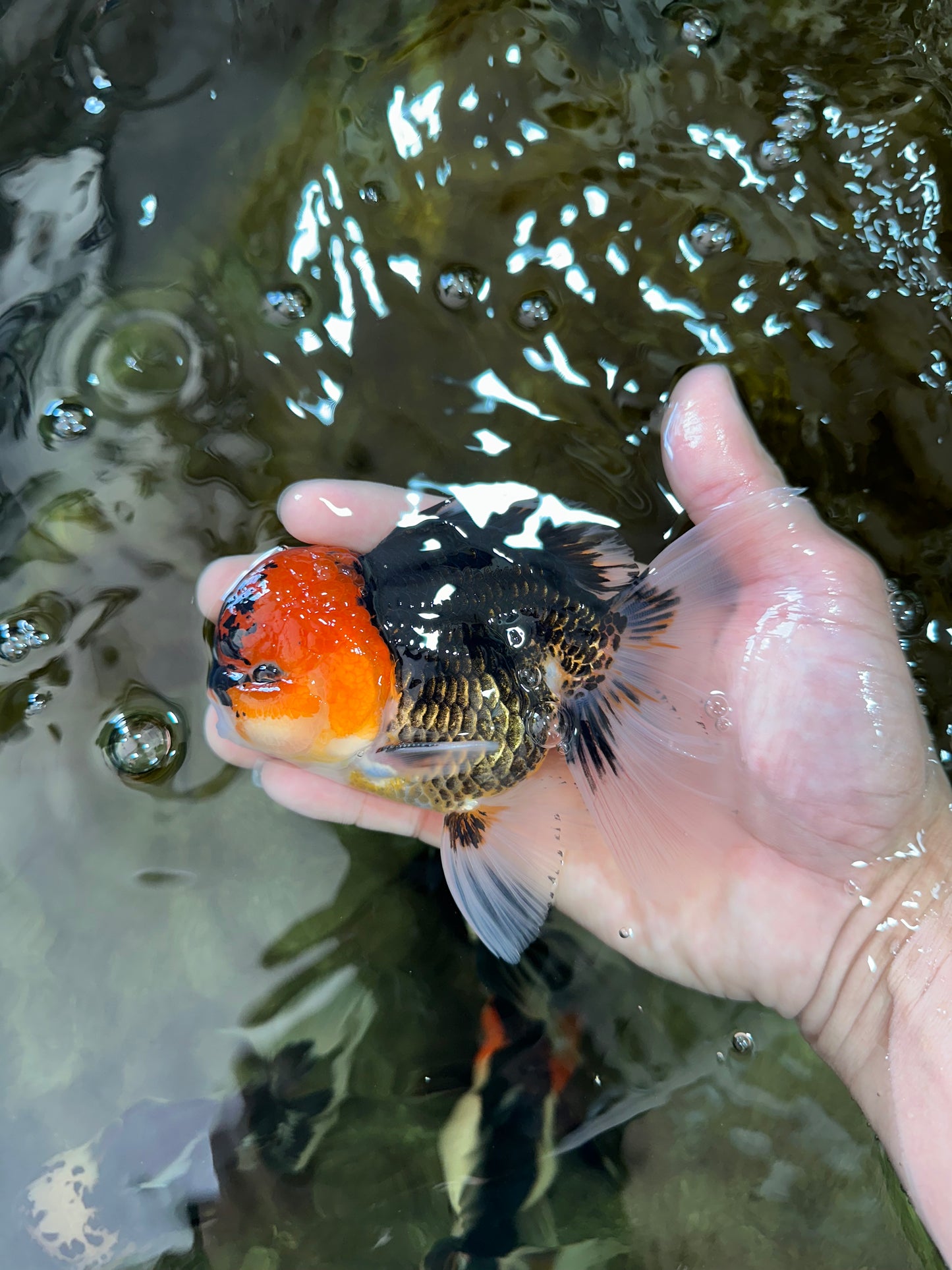 A Grade SPECIAL Tricolor Oranda Male 5  inches #051625OR_27