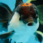 A Grade Tricolor Oranda Male 5-5.5 inches #010325OR_12