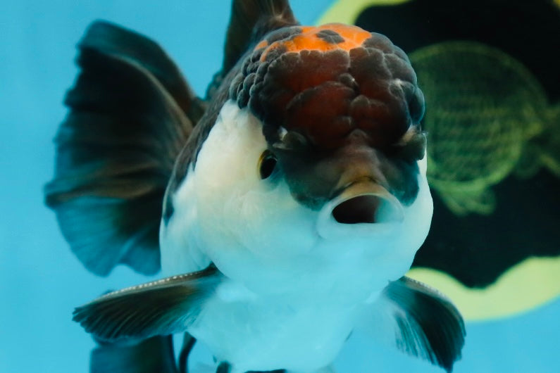 A Grade Tricolor Oranda Male 5-5.5 inches #010325OR_12