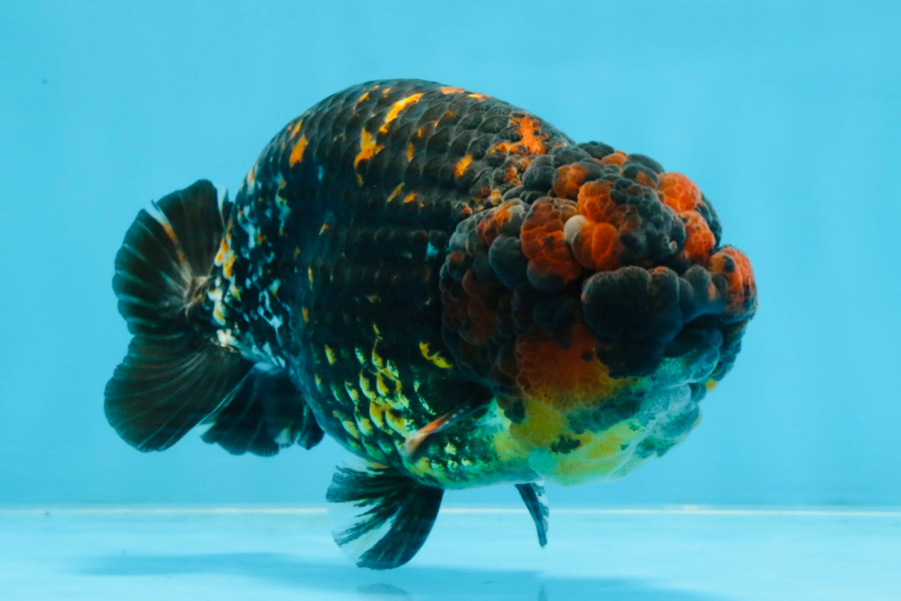 A Grade Tricolor Tiger LionKing 5.5 inches #103125LC_11