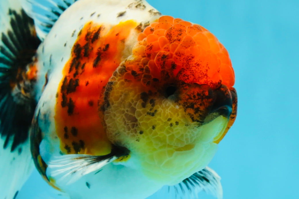 AAA Grade Calico Oranda Male 5-5.5 inches #050925OR_48