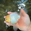 A Grade White Oranda Male 5.5 inches #101626OR_13