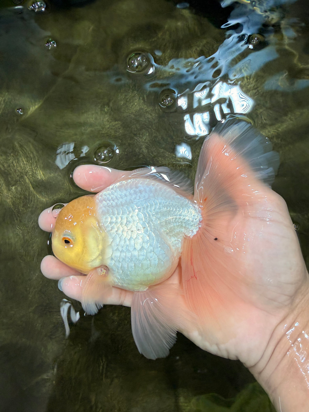 A Grade White Oranda Male 5.5 inches #101626OR_13