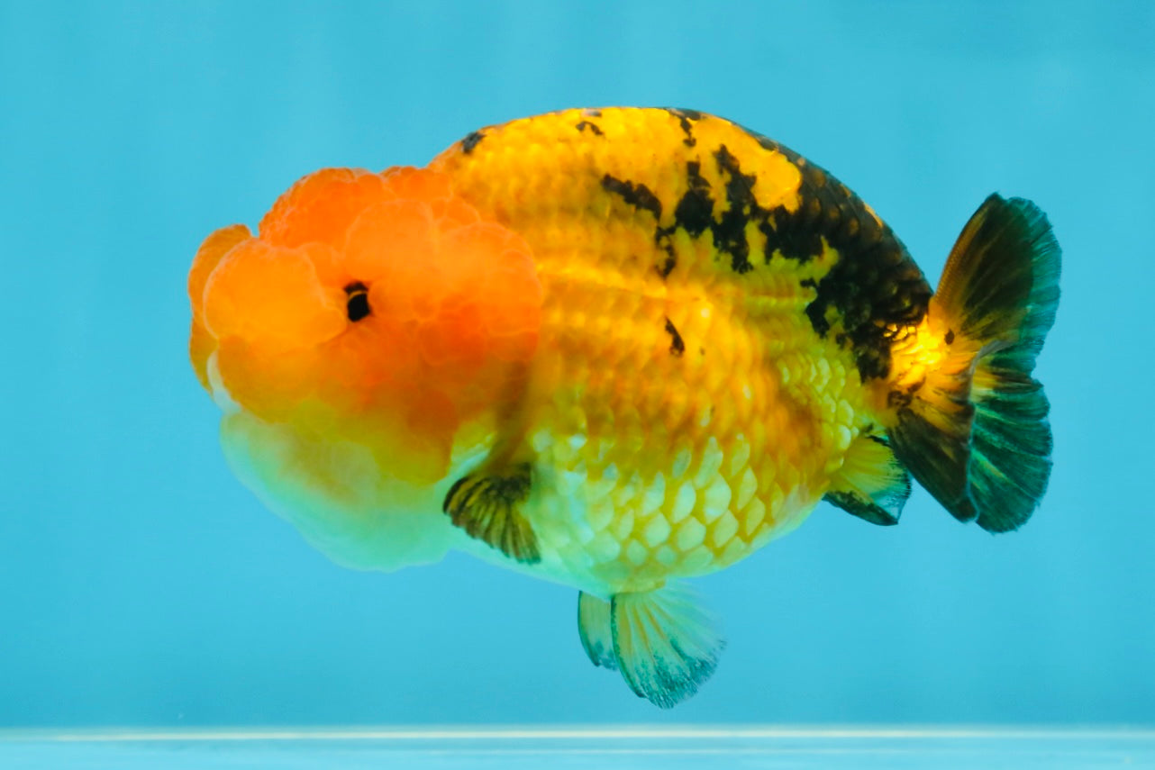 Adorable A Grade Super Cute Apache LionQueen 4 inches #050225LC_14