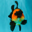 CHUBBY A Grade Apache Oranda Female 6 inches #071726OR_17