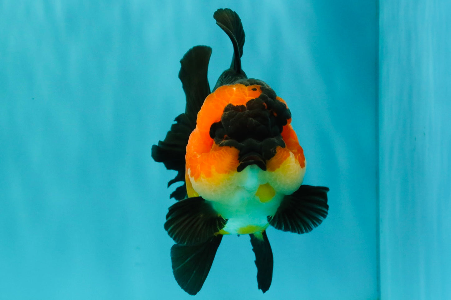 CHUBBY A Grade Apache Oranda Female 6 inches #071726OR_17