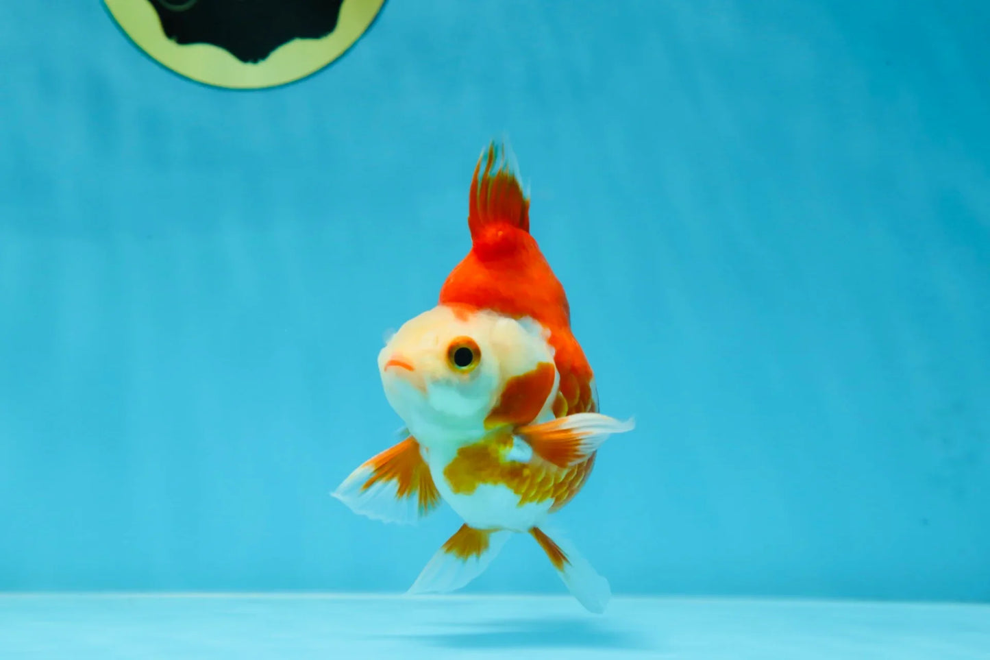 3rd Runner Up SHOW GRADE Red White Ryukin Male 3.5-4 inches #053025RK_9999