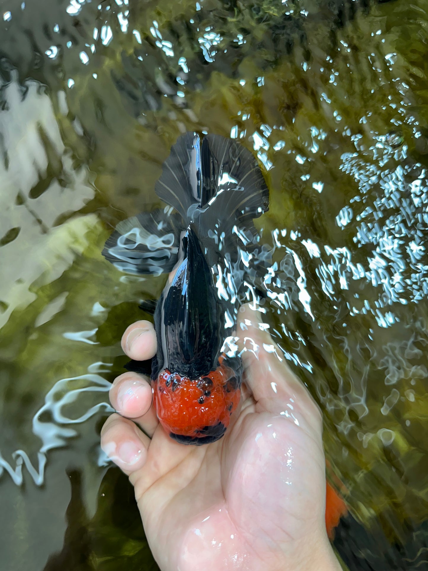 AAA Grade Tricolor Oranda Male 5.5 inches #052325_11