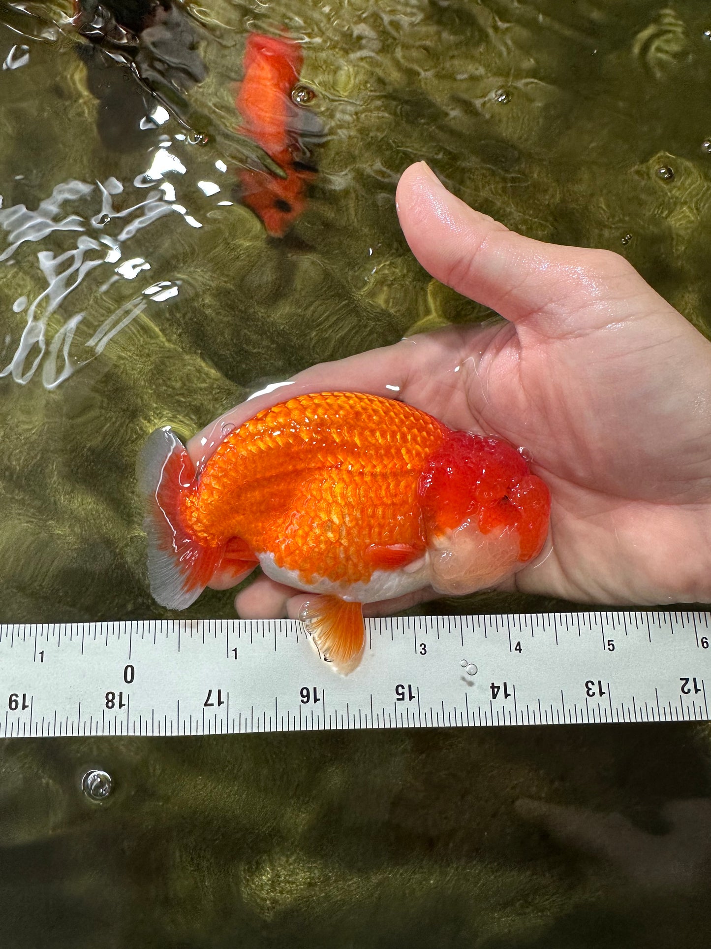 AAA Grade Red White LionKing 4.5  inches #053025LC_13