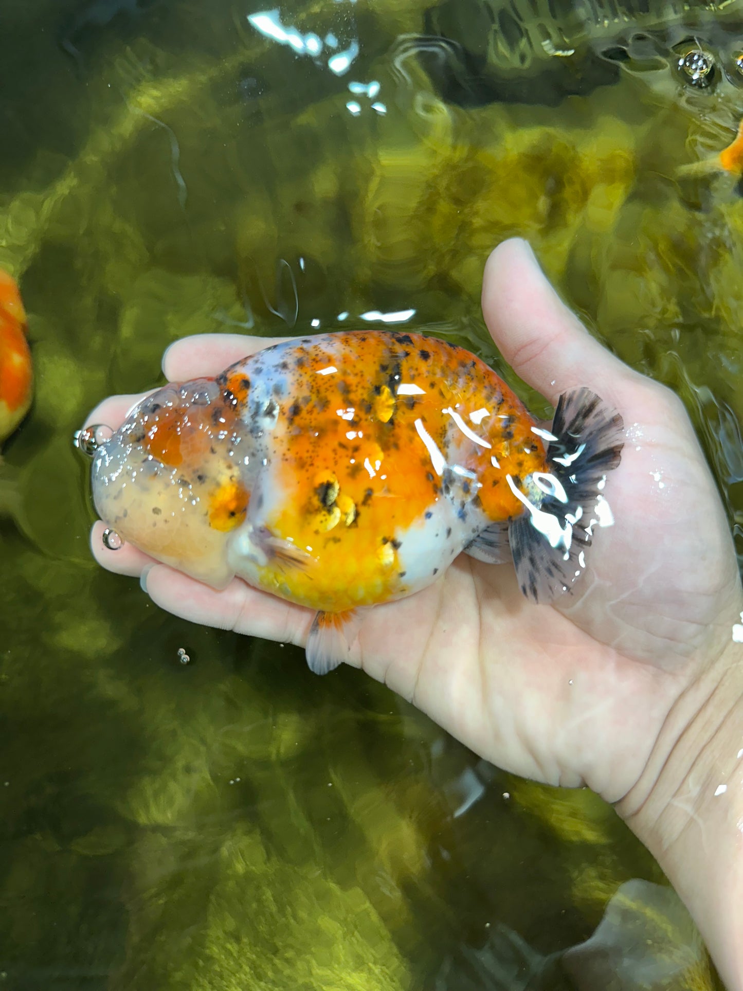 AAA Grade Calico LionKing 4.5-5 inches #050925LC_03