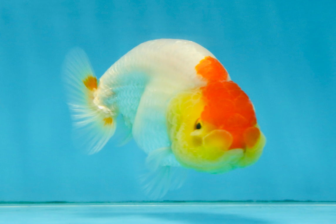 SUPER CUTE A Grade Red White LionQueen 4 inches #121225LC_08