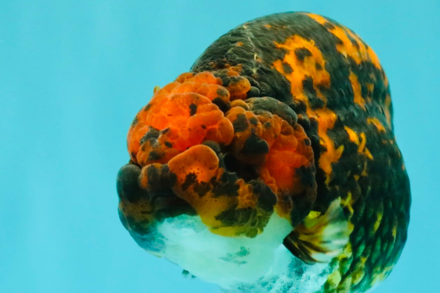 CHUBBY AAA Grade Tiger Ranchu Male 5.5-6 inches #101626RC_27