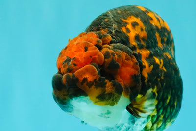 CHUBBY AAA Grade Tiger Ranchu Male 5.5-6 inches #101626RC_27