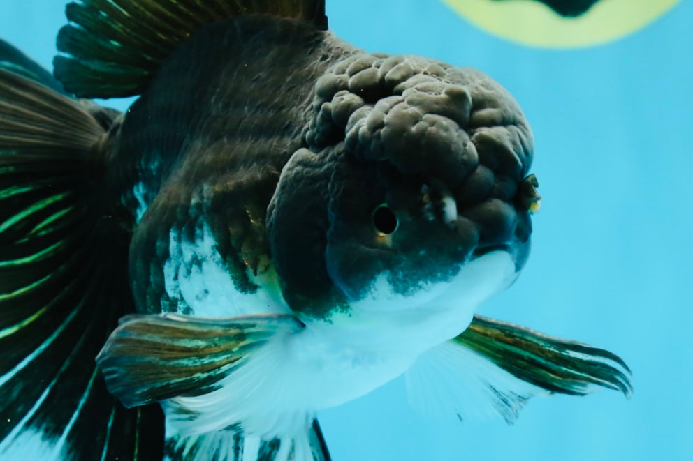 A Grade Fluffy Tail Panda Oranda Male 6.5 inches #010325OR_14