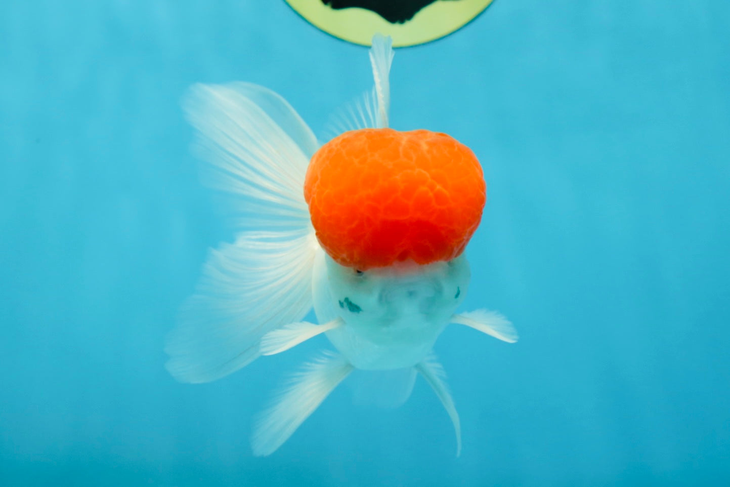 A Grade Red Cap Oranda Male 4.5-5 inches #050925OR_46