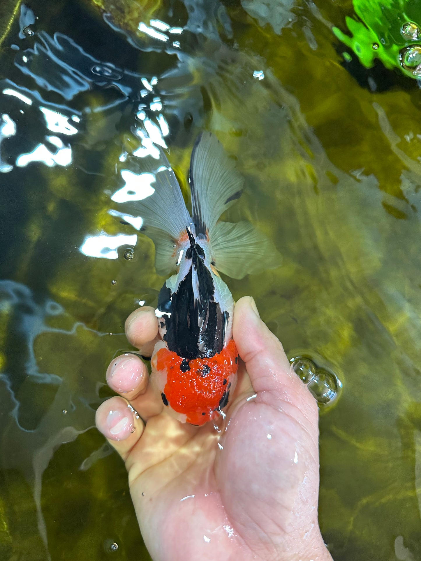 Tricolor Oranda Female 5-5.5 inches #100325OR_16