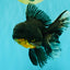 AAA Grade Long Fin Kirin Oranda Male 5.5-6 inches #062626OR_23