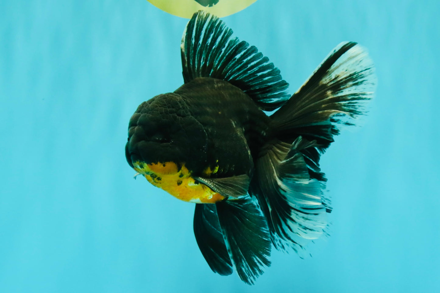 AAA Grade Long Fin Kirin Oranda Male 5.5-6 inches #062626OR_23