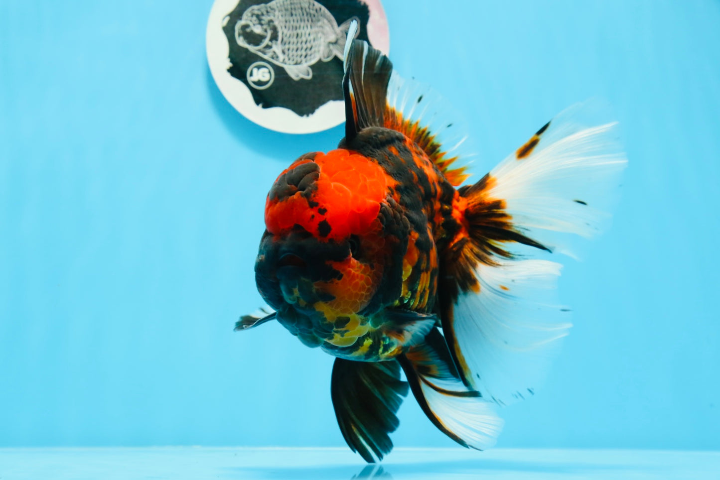 AAA Grade Special Tiger Oranda Male 6-6.5 inches #0913OR_20