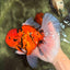 FLUFFY-TAIL AAA Grade Tiger Oranda Female 7-7.5  inches #100226OR_32
